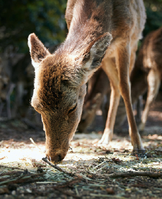 宮島の鹿